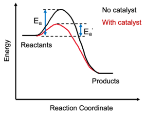 Nutrient Absorption